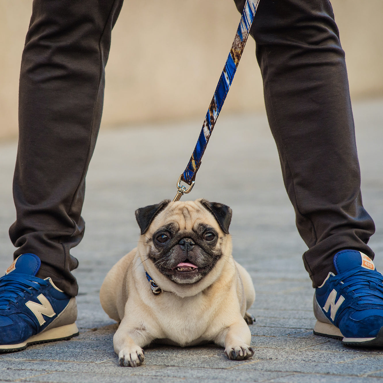 Brott Dog Design Fashion Dog Collar Quart set