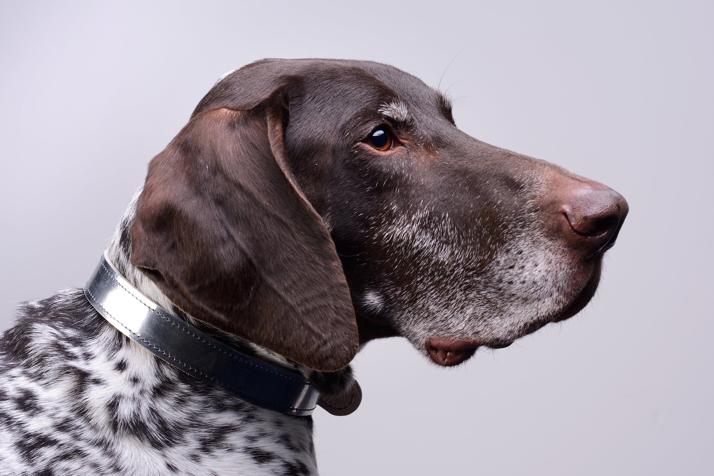 Moonshine Fixed Dog Leash - Metallic Silver - NEW PETS ON THE BLOCK.COM