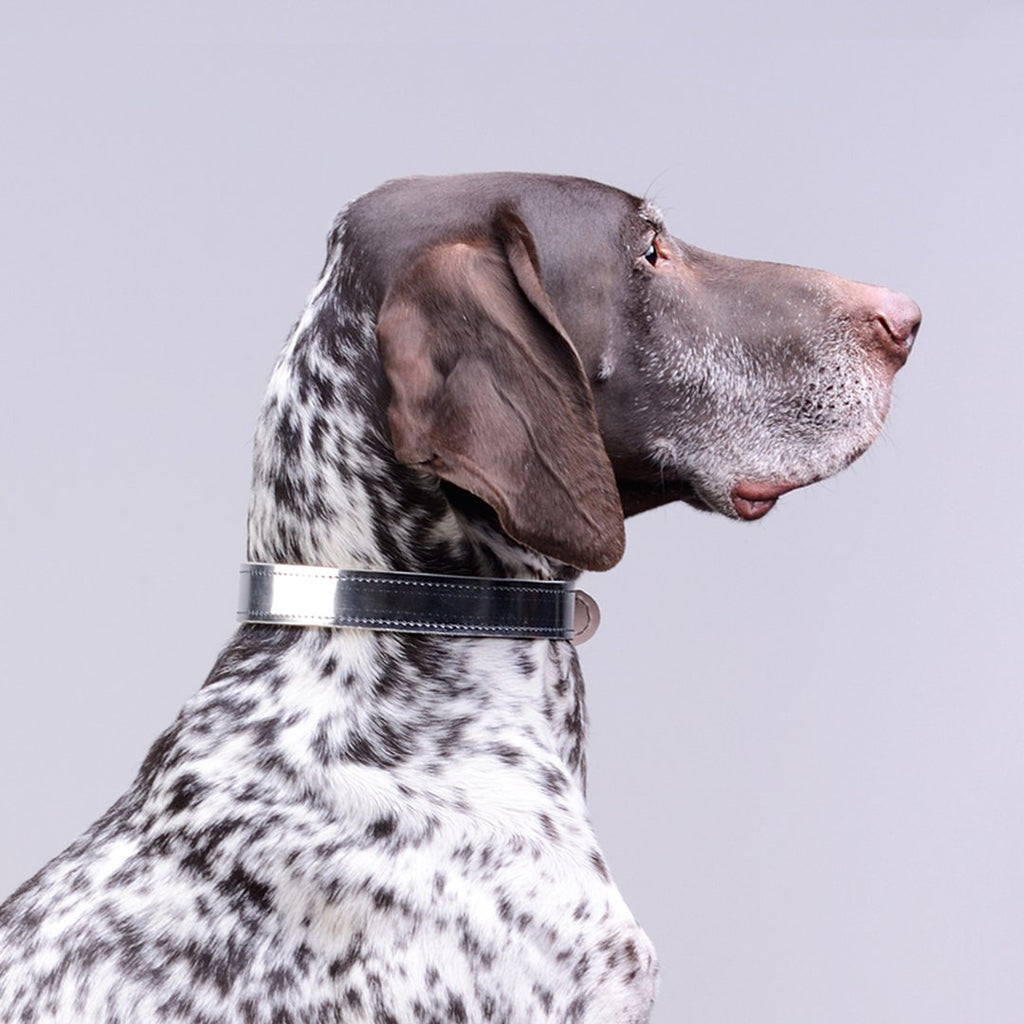 Moonshine Dog Collar - Metallic Silver - NEW PETS ON THE BLOCK.COM