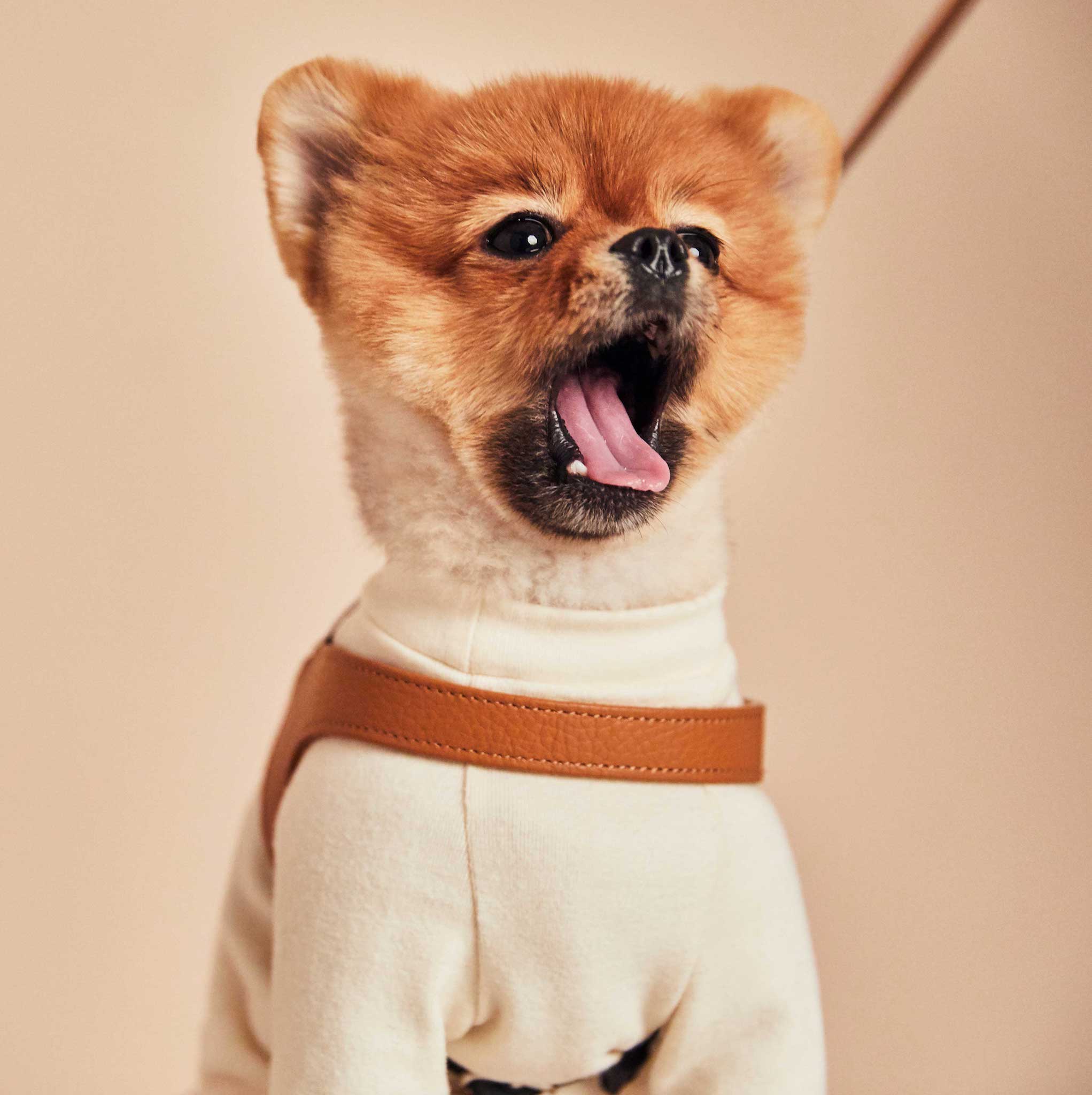 Palette Series Dog Harness - Brown & Black - NEW PETS ON THE BLOCK.COM