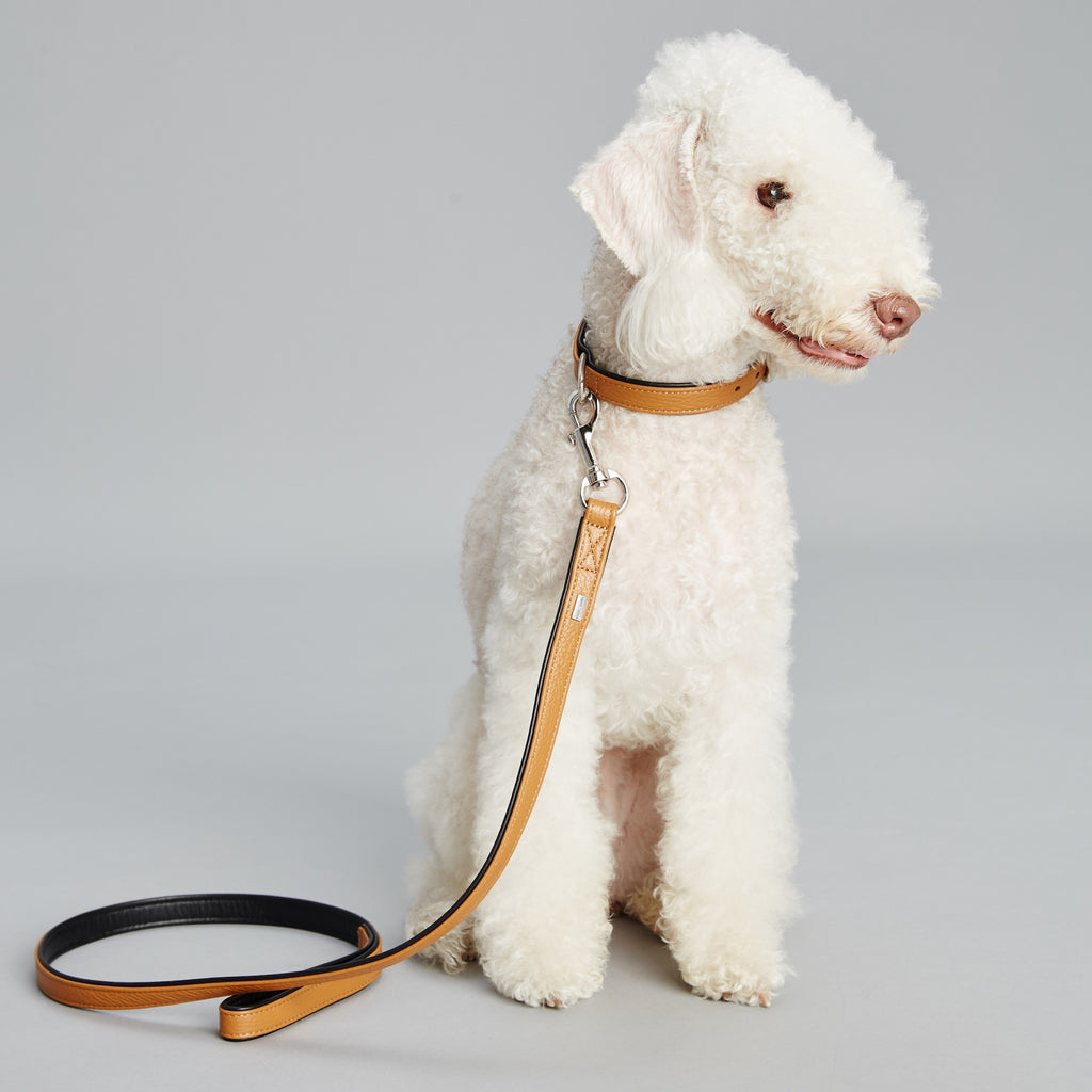 Palette Series Dog Leash - Brown & Black - NEW PETS ON THE BLOCK.COM