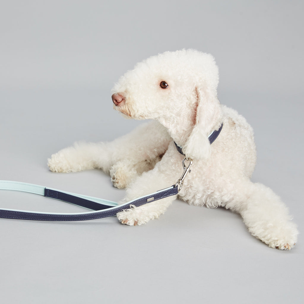 Palette Series Dog Leash - Navy & Mint - NEW PETS ON THE BLOCK.COM