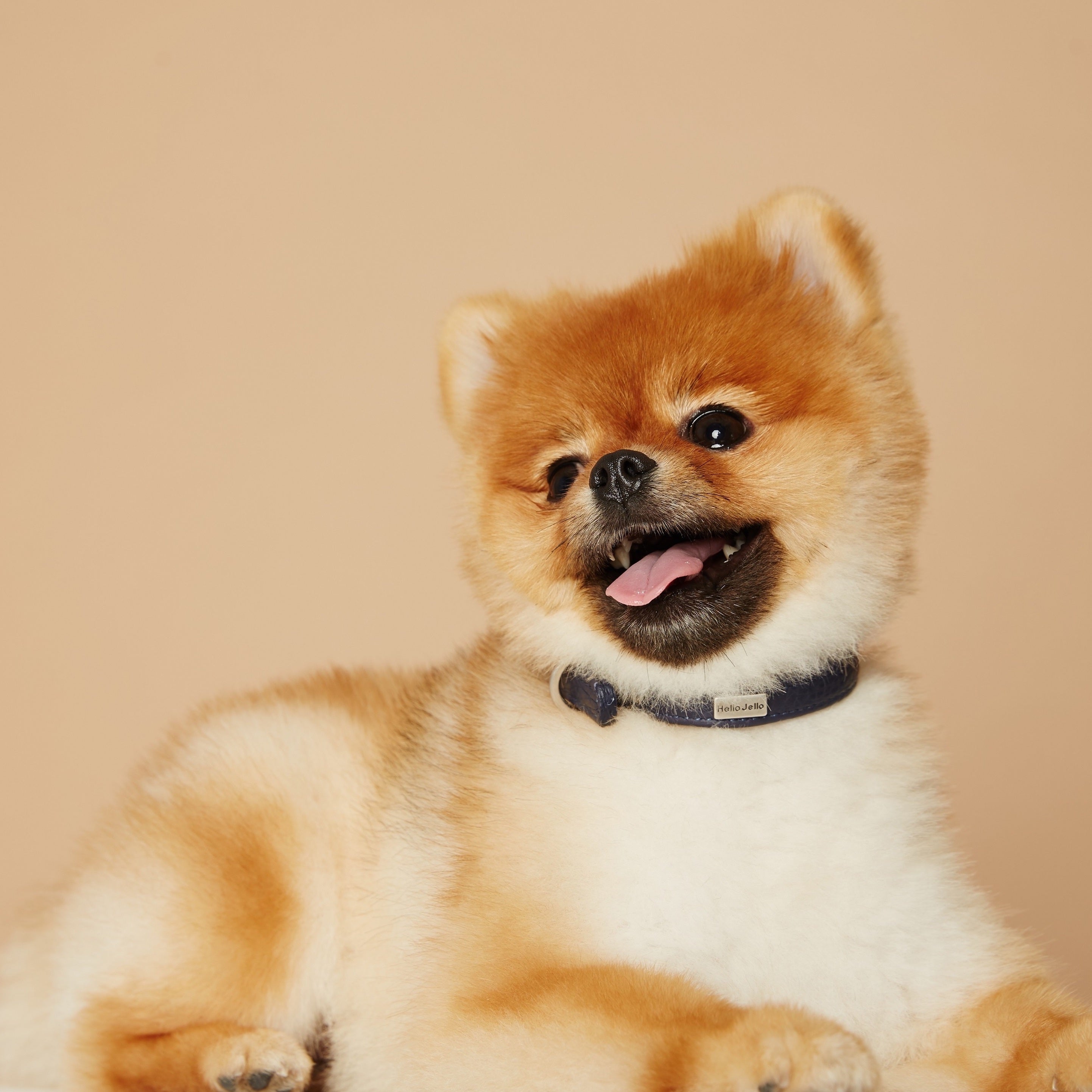 Pop Series Dog Collar - Navy - NEW PETS ON THE BLOCK.COM