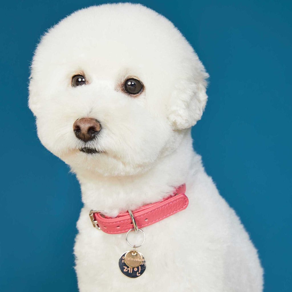 Pop Series Dog Collar - Pink - NEW PETS ON THE BLOCK.COM