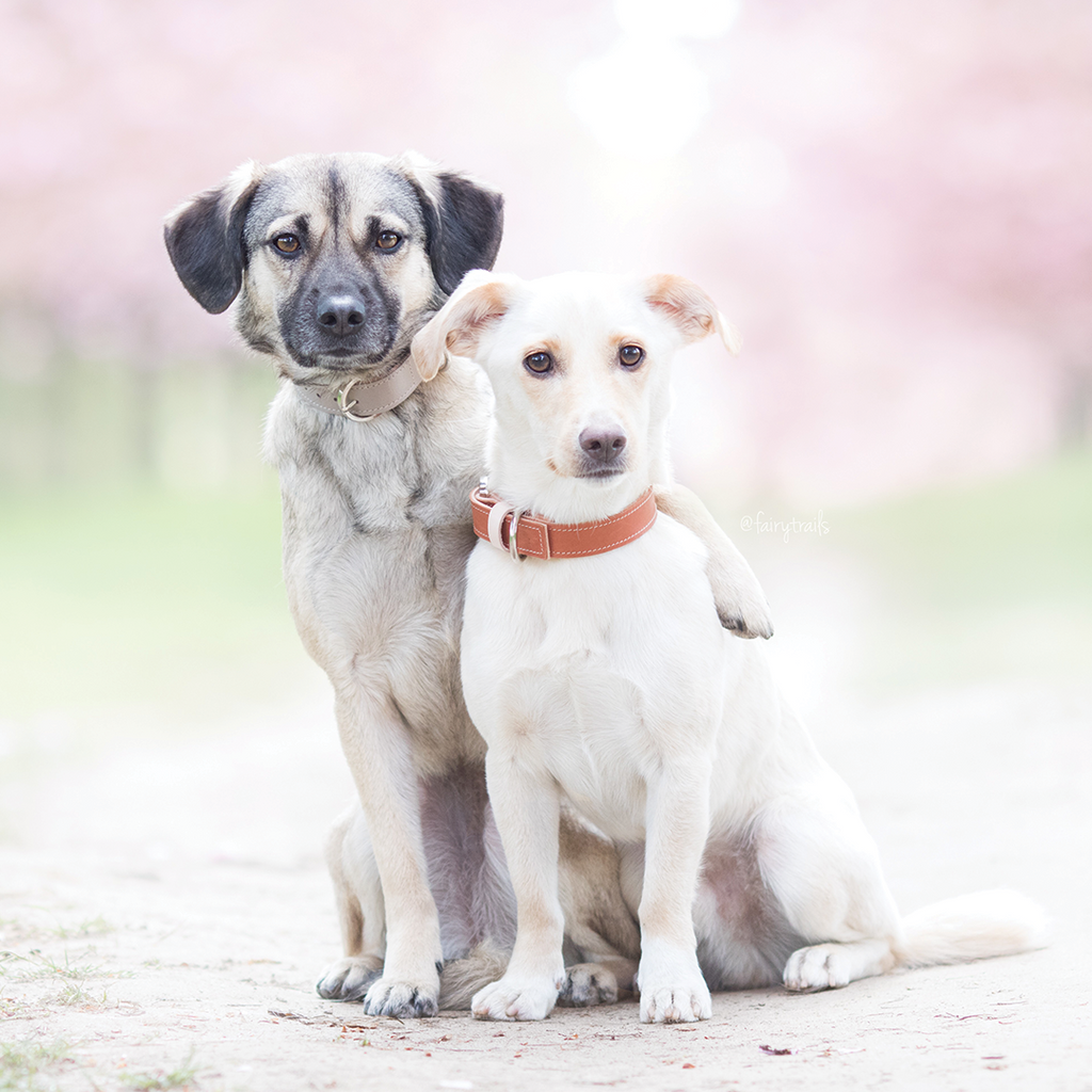 Minimalist Dog Collar - Rose Pearl - NEW PETS ON THE BLOCK.COM