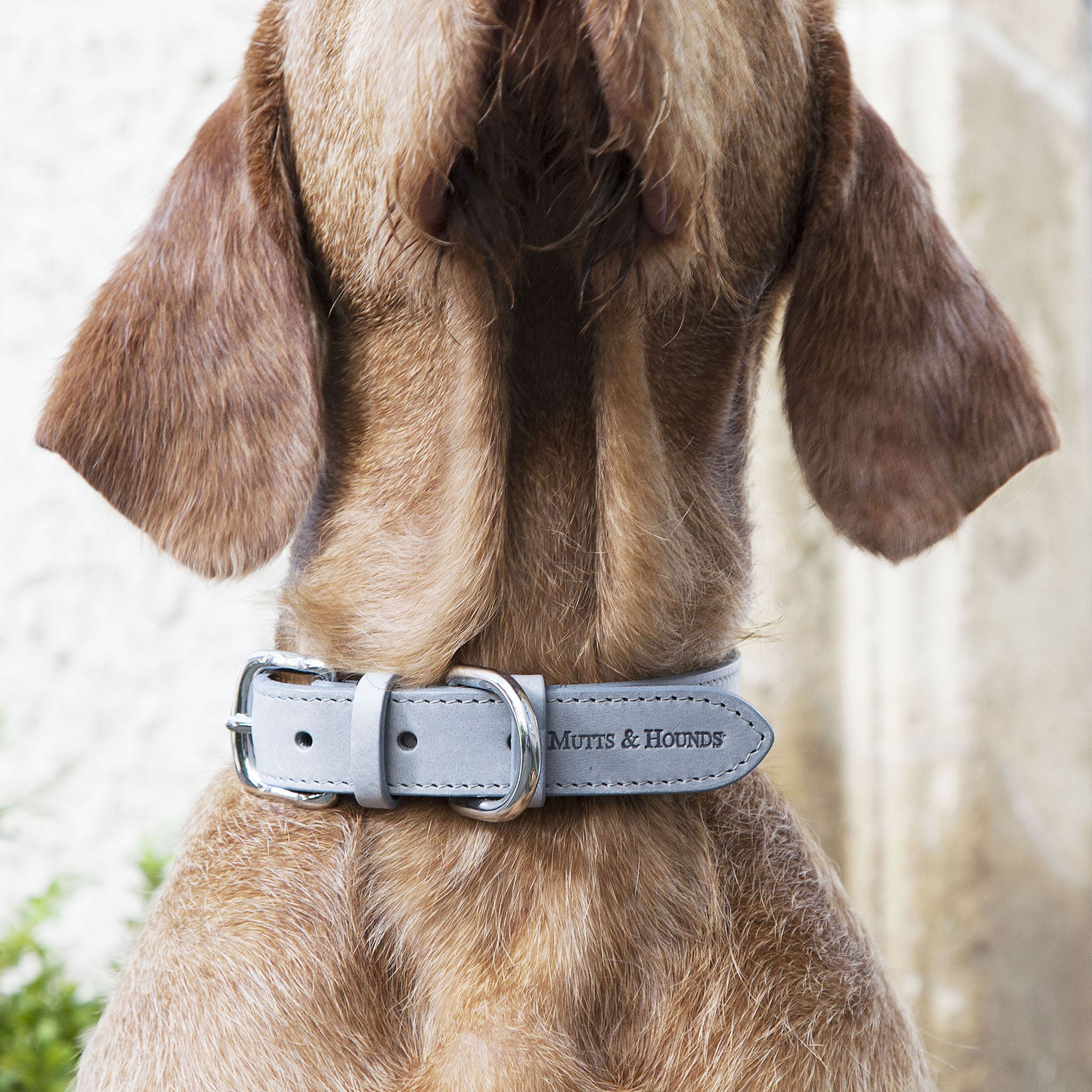 Leather Dog Collar - Grey - NEW PETS ON THE BLOCK.COM