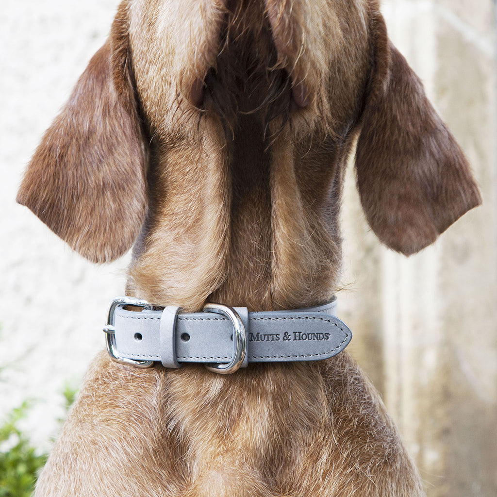 Leather Dog Collar - Grey - NEW PETS ON THE BLOCK.COM