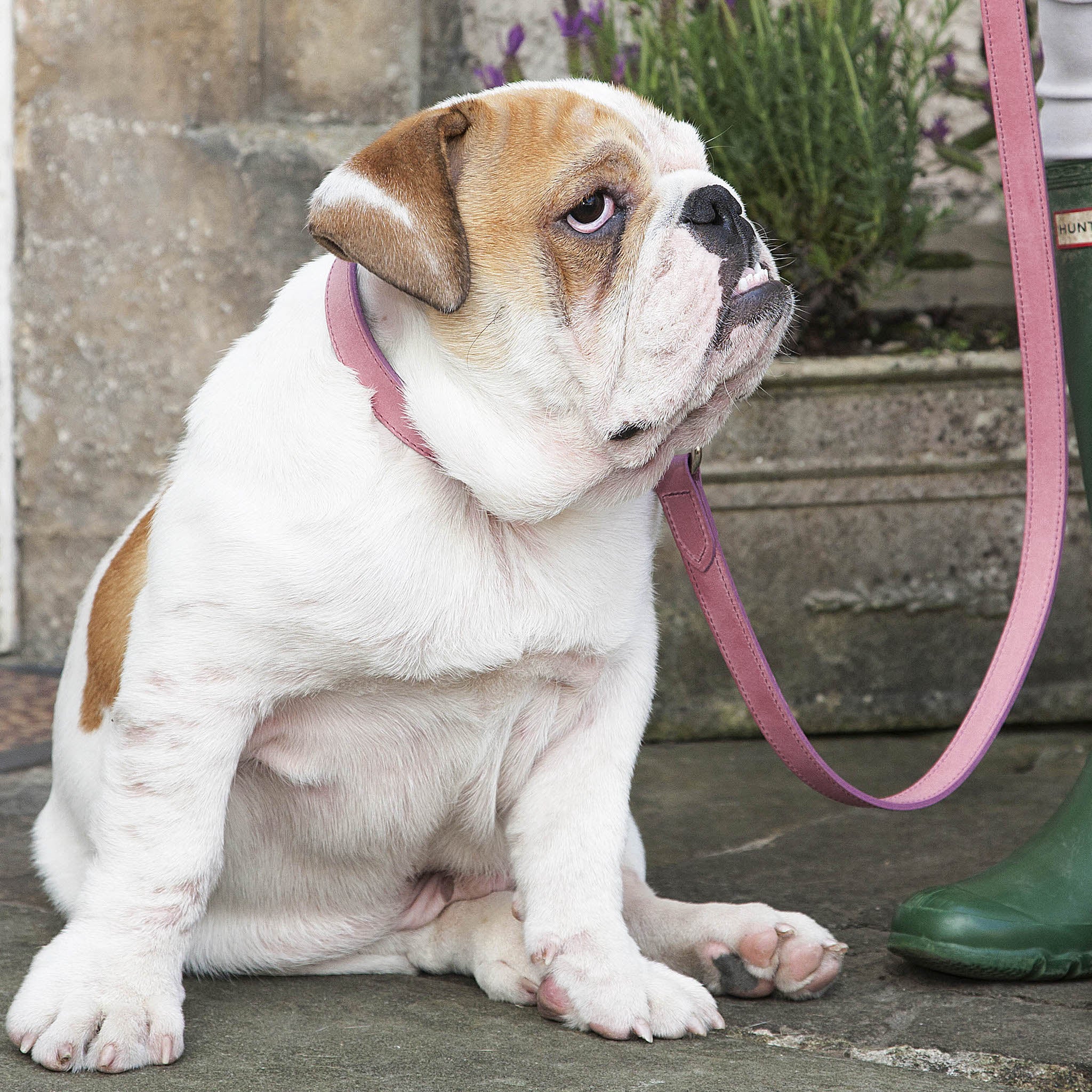 mutts and hounds strong durable dog collar leather design quality matching set leash