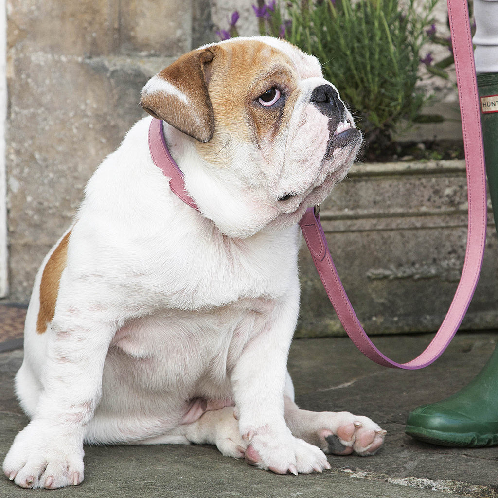 mutts and hounds strong durable dog collar leather design quality matching set leash