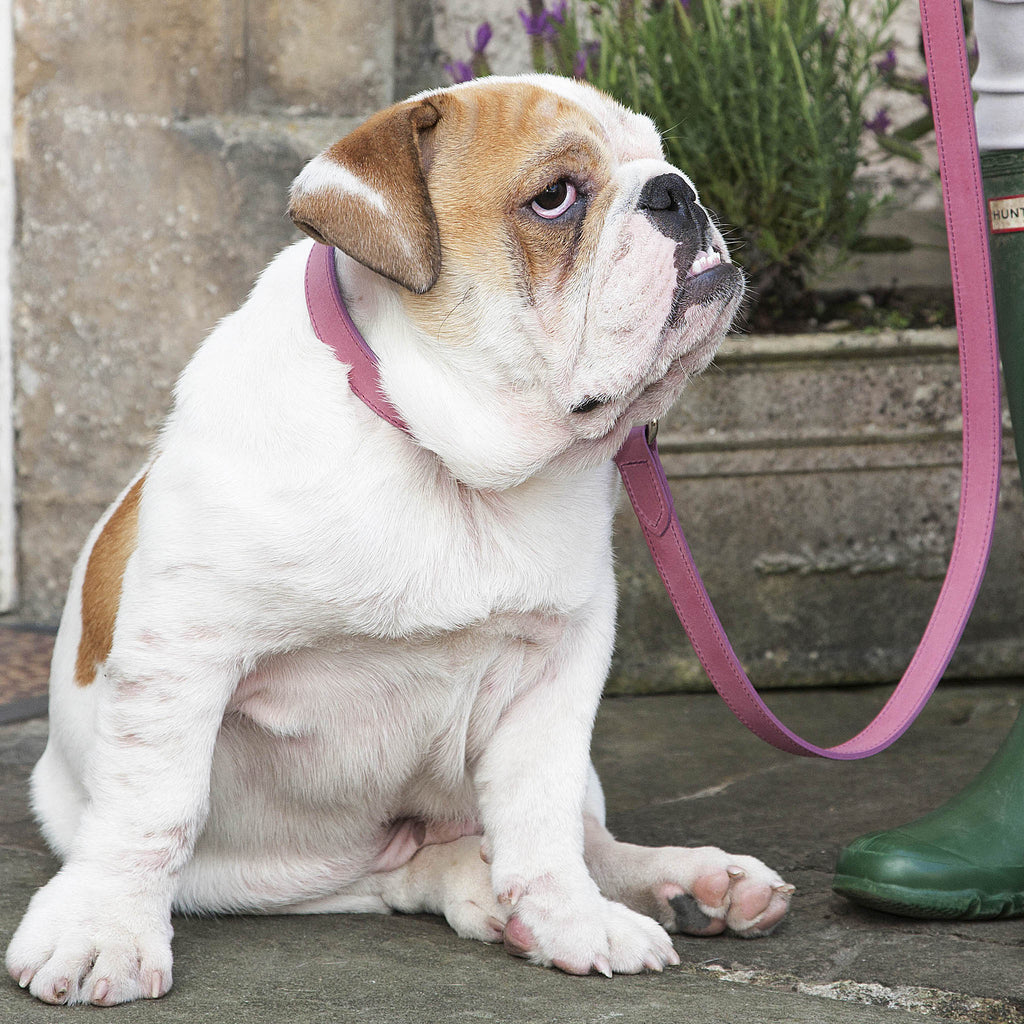 Leather Dog Leash - Heather - NEW PETS ON THE BLOCK.COM