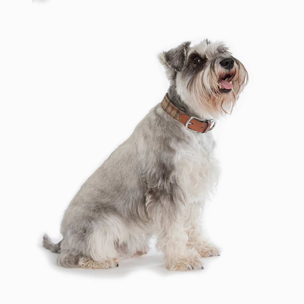 Tweed & Leather Dog Collar - Balmoral - NEW PETS ON THE BLOCK.COM