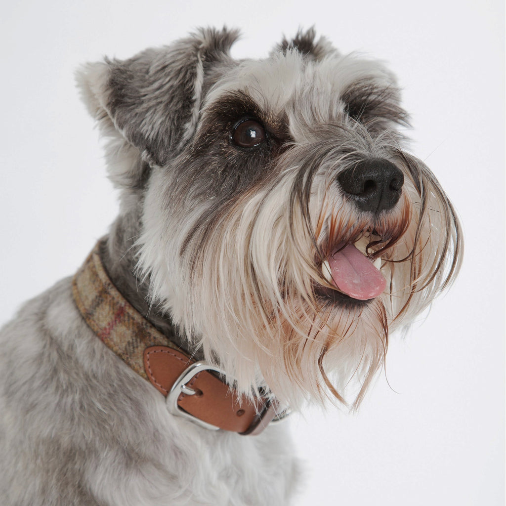 Tweed & Leather Dog Collar - Balmoral - NEW PETS ON THE BLOCK.COM