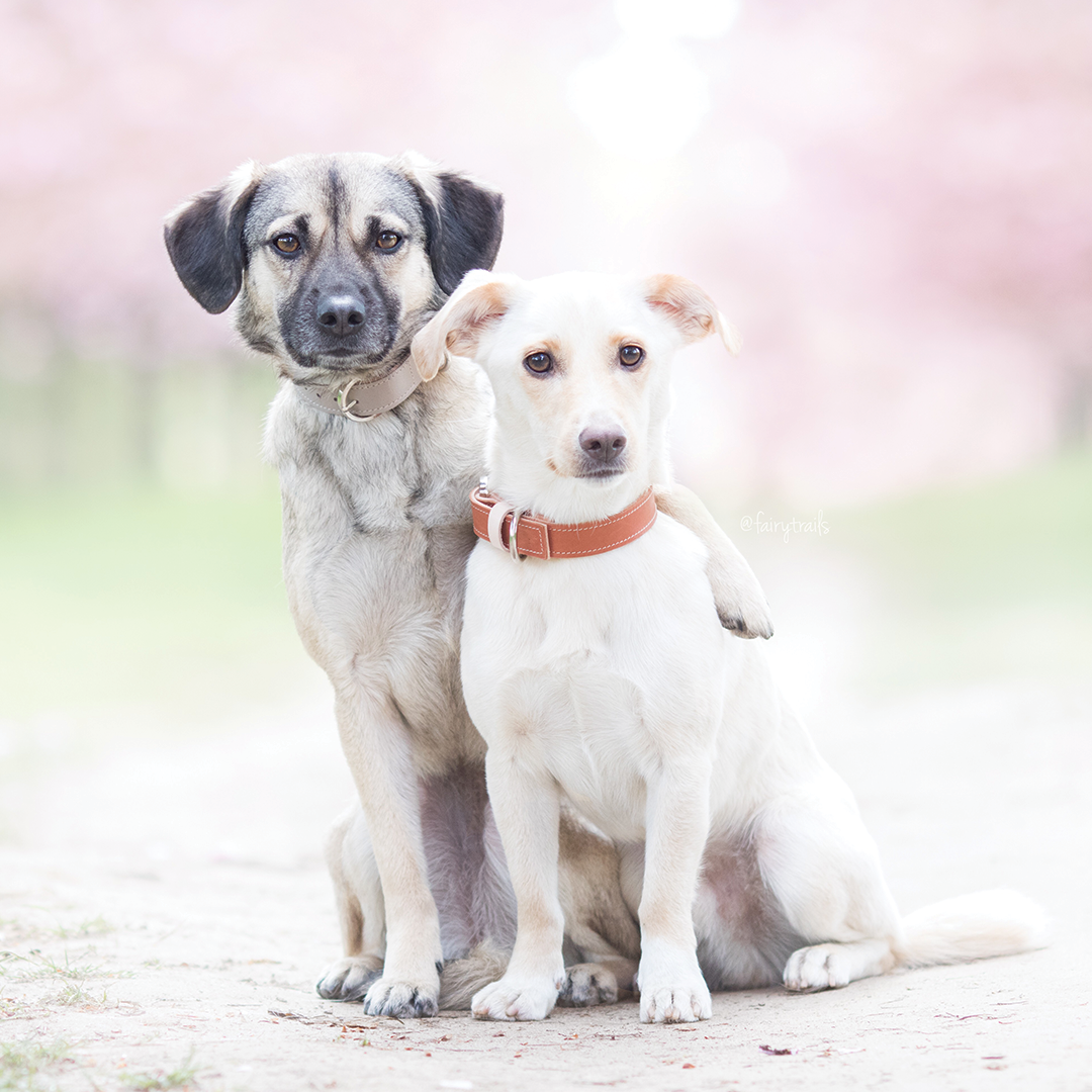 Minimalist Dog Collar - Caramel - NEW PETS ON THE BLOCK.COM