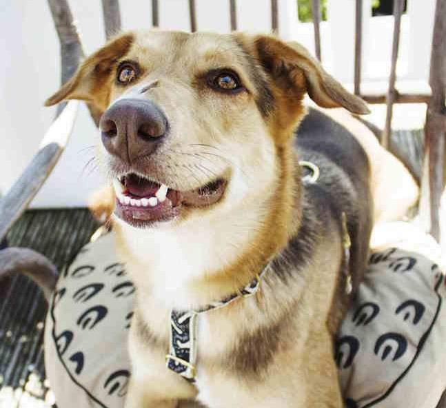 Life of the Party Dog Harness - Black & Cream - NEW PETS ON THE BLOCK.COM