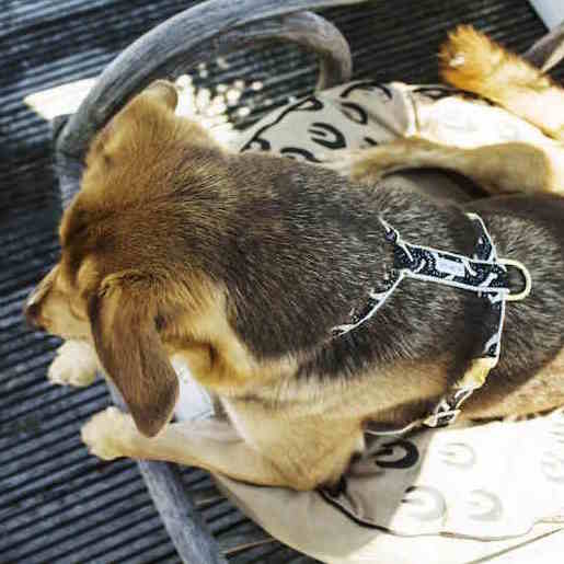 Life of the Party Dog Harness - Black & Cream - NEW PETS ON THE BLOCK.COM