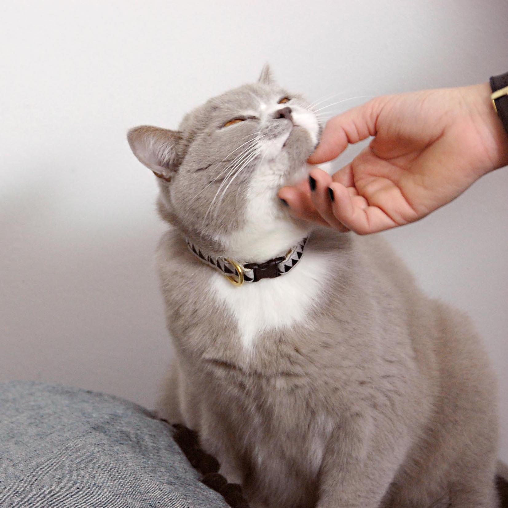Nice Grill Cat Collar - Black & Cream - NEW PETS ON THE BLOCK.COM