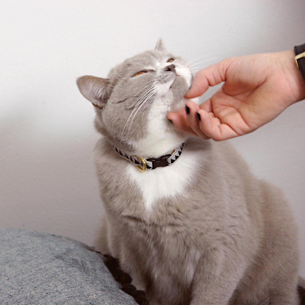 Nice Grill Cat Collar - Black & Cream - NEW PETS ON THE BLOCK.COM