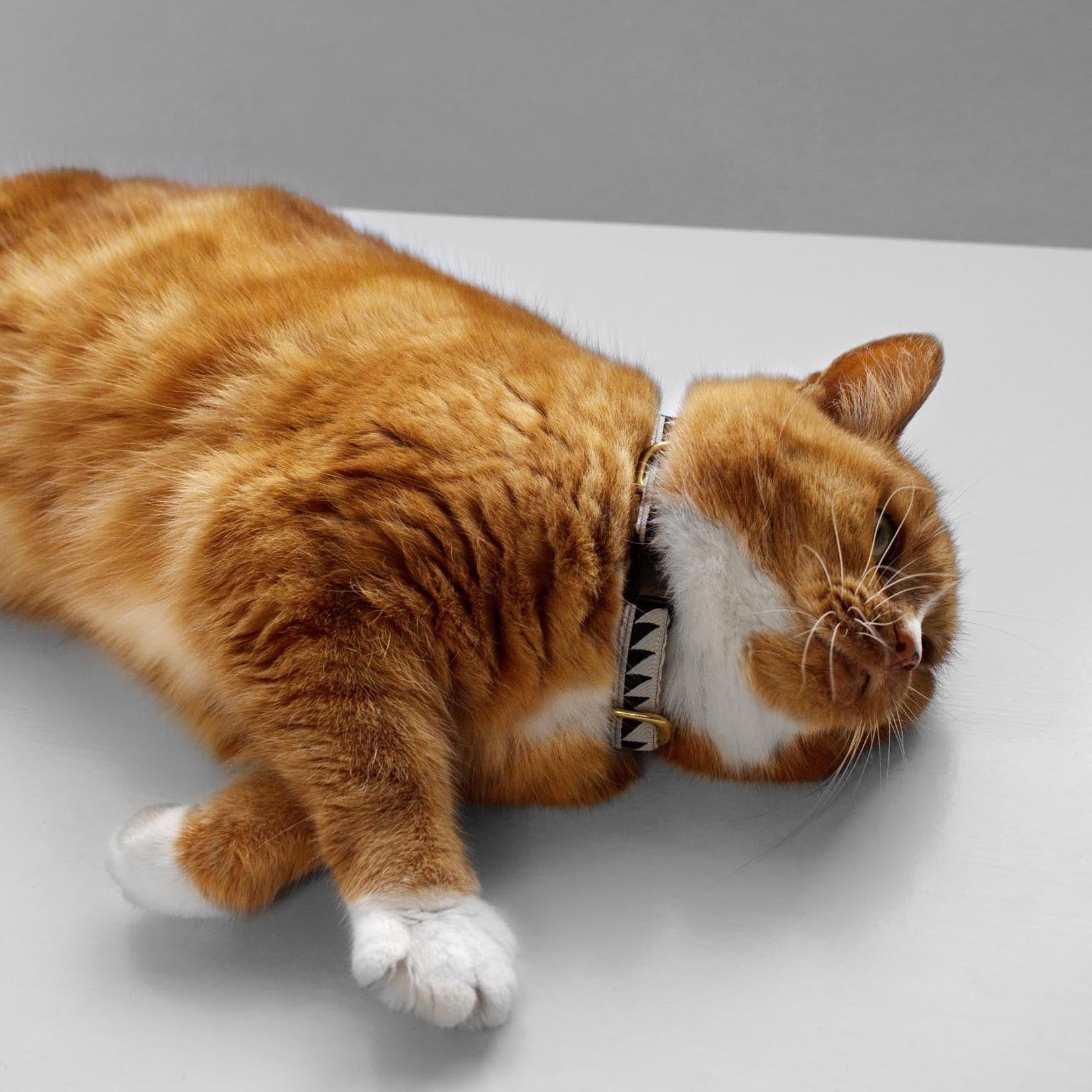 Nice Grill Cat Collar - Black & Cream - NEW PETS ON THE BLOCK.COM