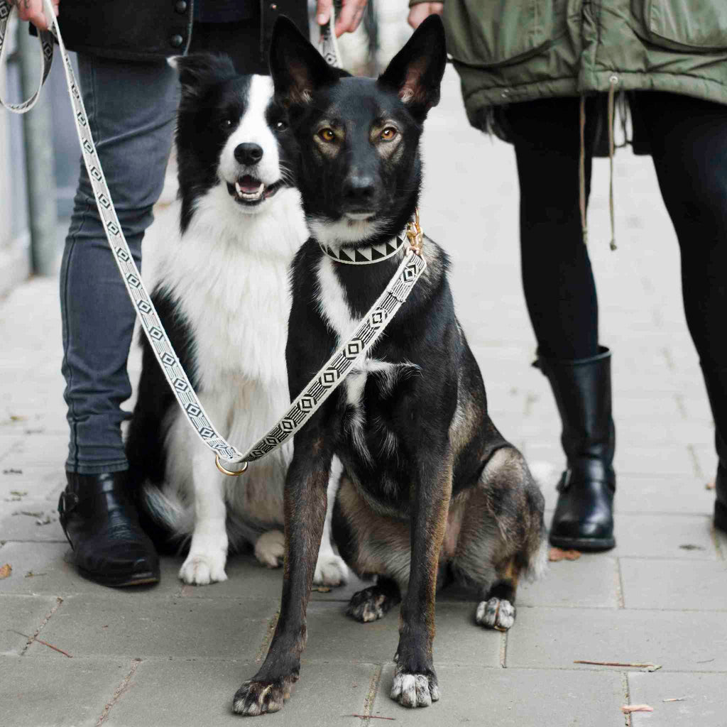 Nice Grill Dog Collar - Black & Cream - NEW PETS ON THE BLOCK.COM