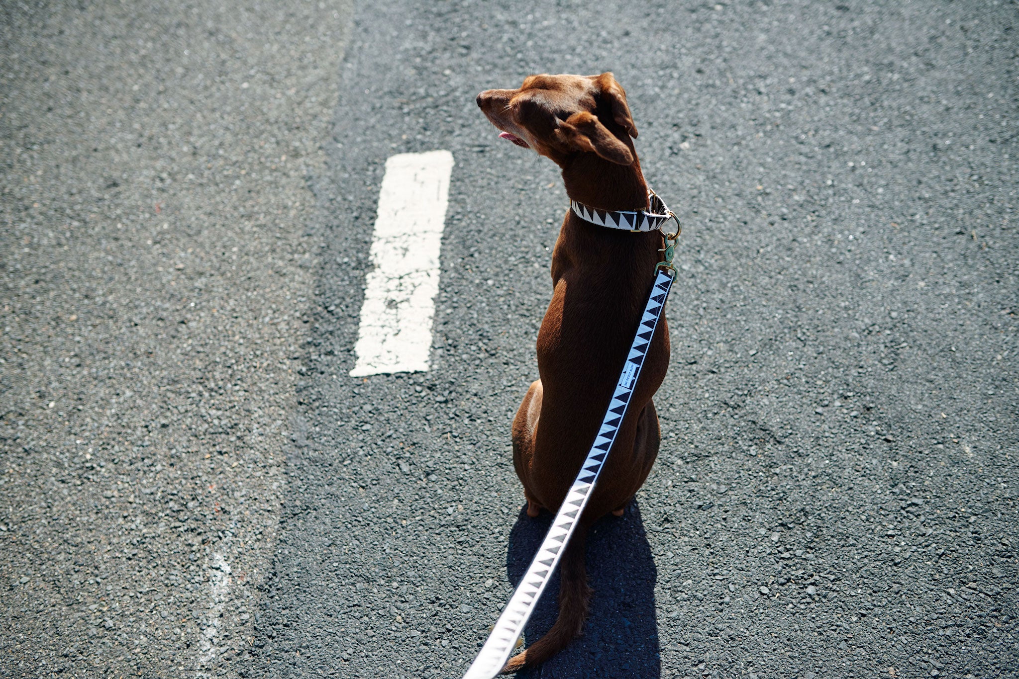 Nice Grill City Leash - Black & Cream - NEW PETS ON THE BLOCK.COM