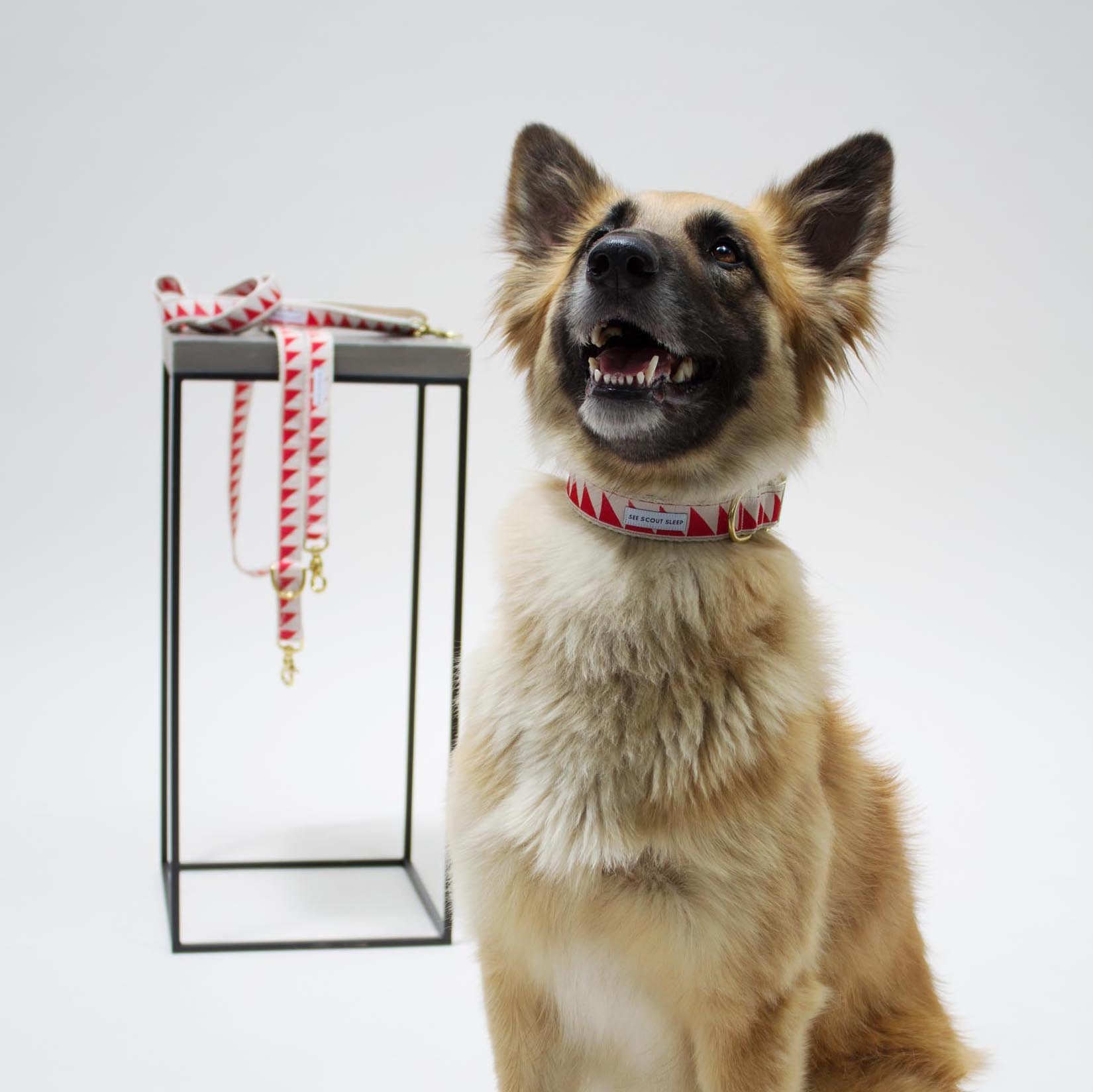 Nice Grill Dog Collar - Cream & Vermillion - NEW PETS ON THE BLOCK.COM