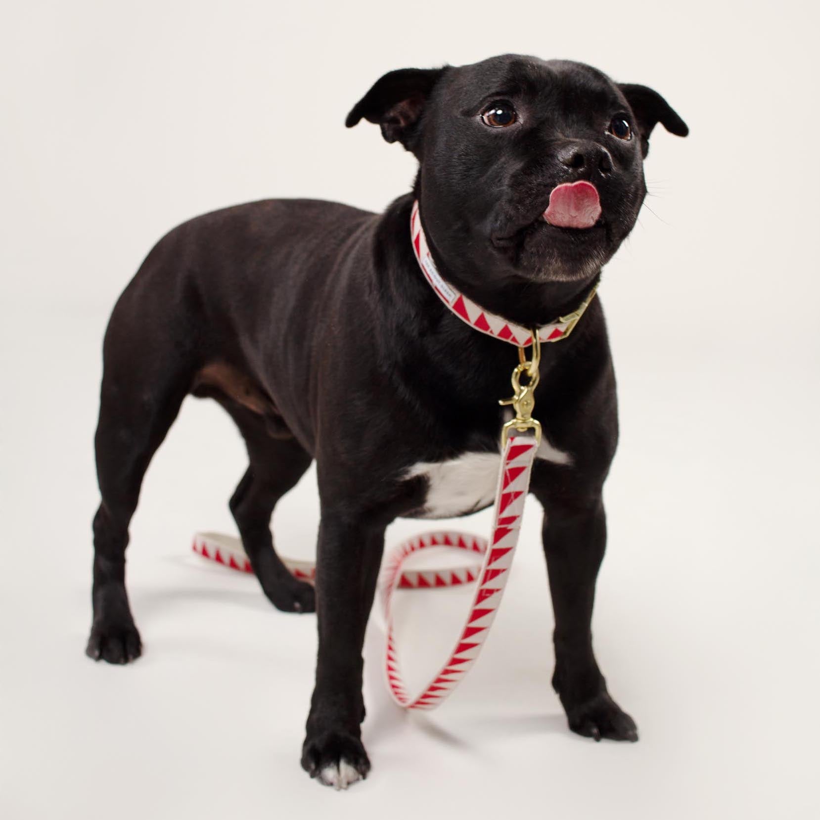 Nice Grill City Leash - Cream & Vermillion - NEW PETS ON THE BLOCK.COM