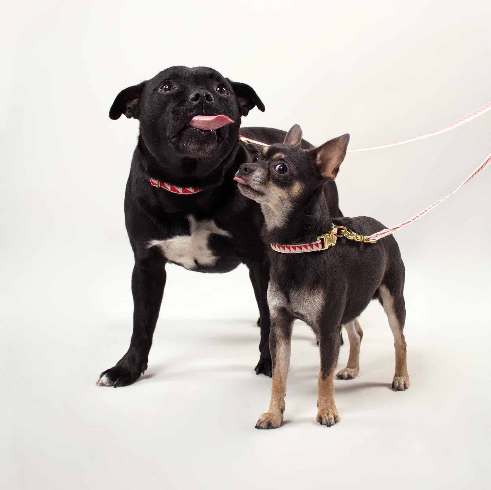 Nice Grill City Leash - Cream & Vermillion - NEW PETS ON THE BLOCK.COM