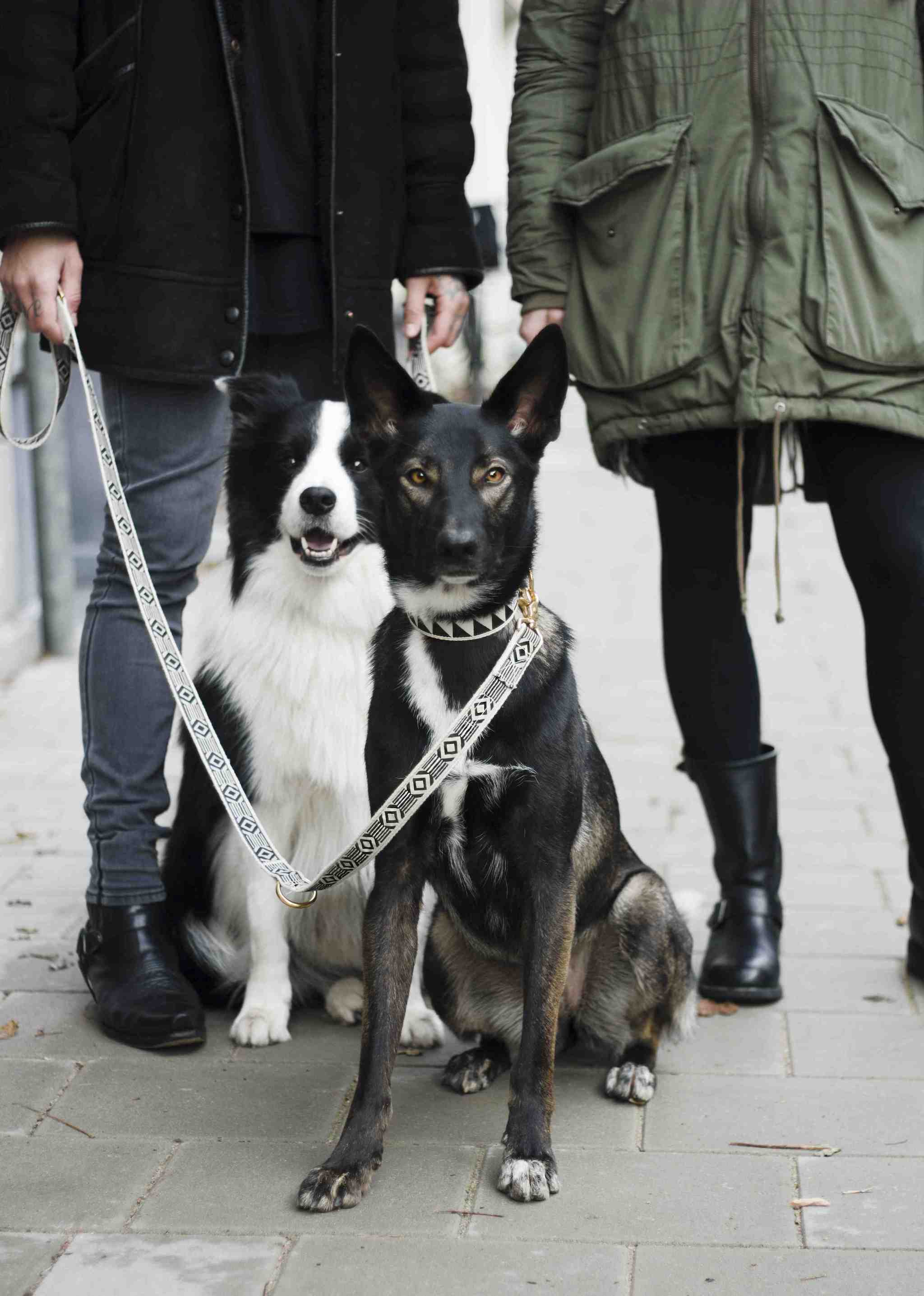 Out Of My Box City Leash - Black & Cream - NEW PETS ON THE BLOCK.COM