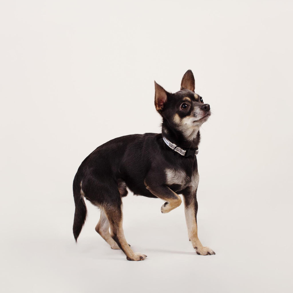 Out Of My Box Dog Collar - Black & Cream - NEW PETS ON THE BLOCK.COM