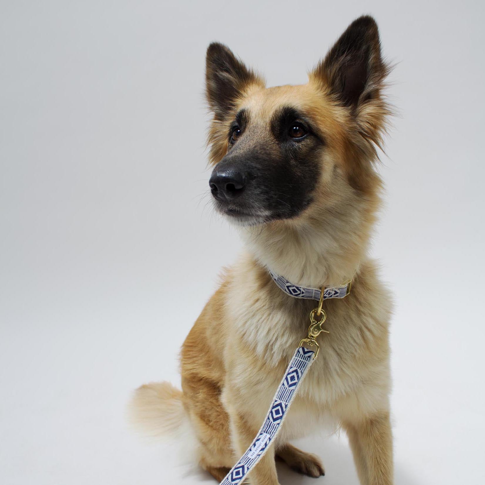 Out Of My Box City Leash - Navy & Cream - NEW PETS ON THE BLOCK.COM