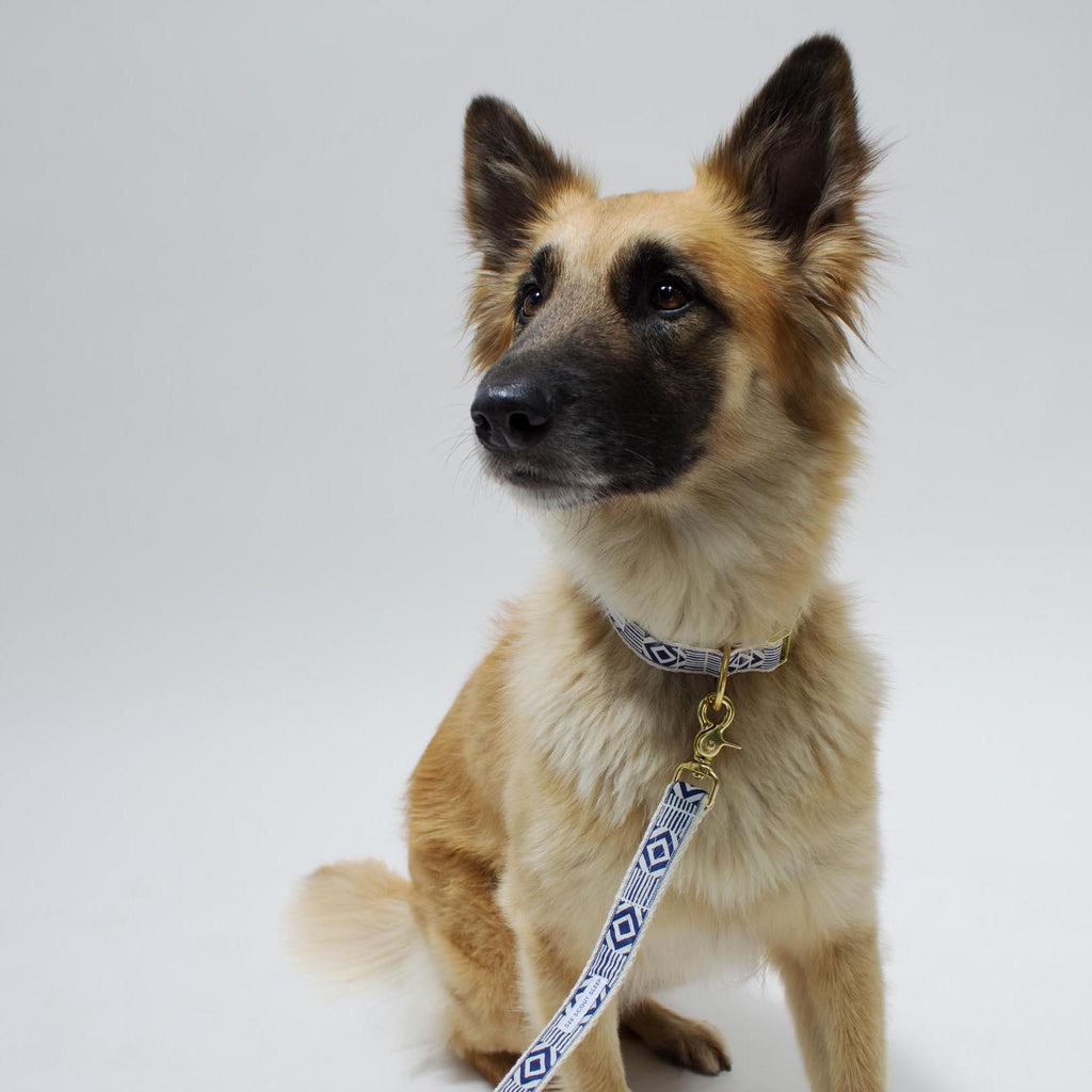 Out Of My Box City Leash - Navy & Cream - NEW PETS ON THE BLOCK.COM