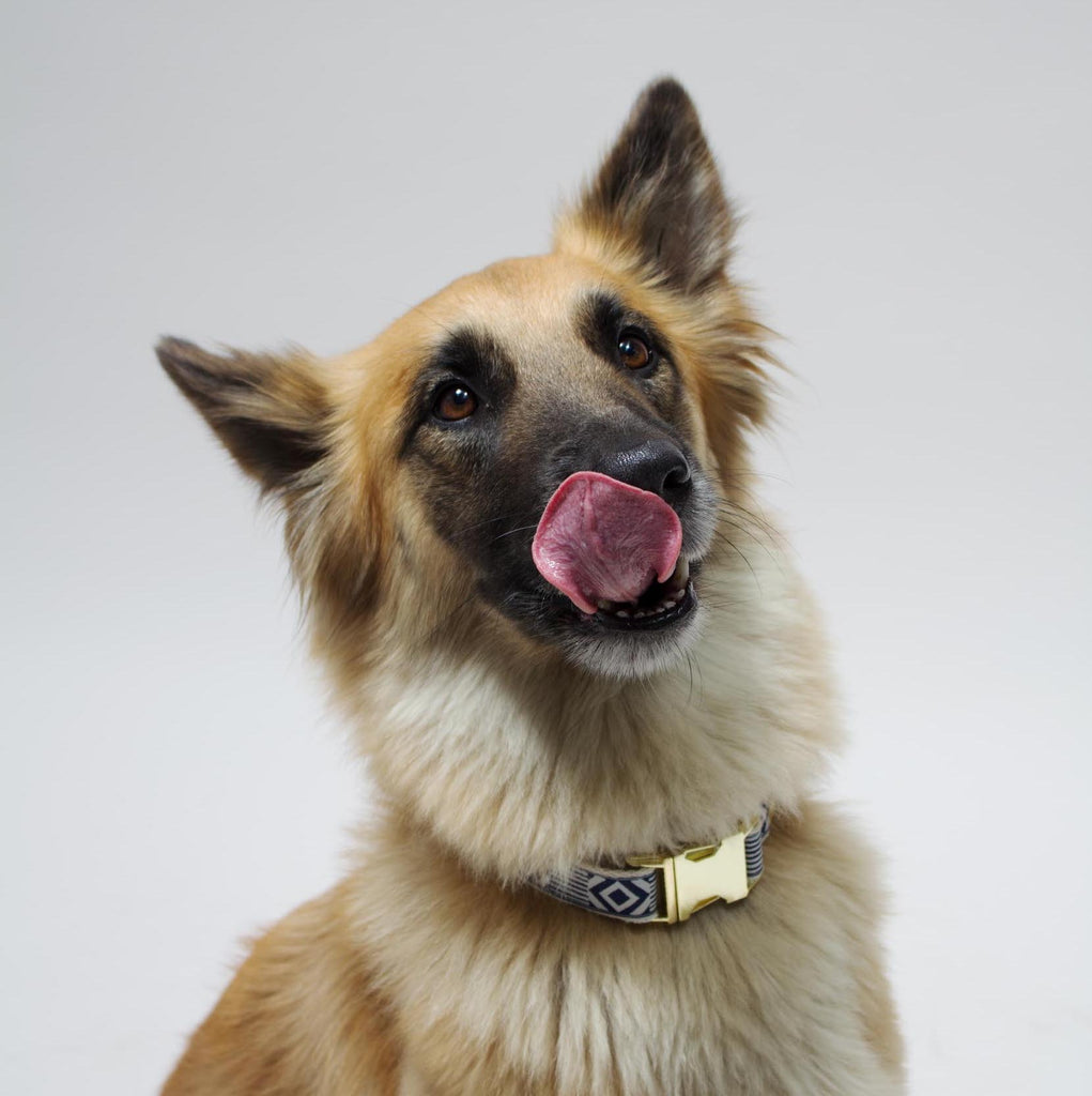 Out Of My Box Dog Collar - Navy & Cream - NEW PETS ON THE BLOCK.COM