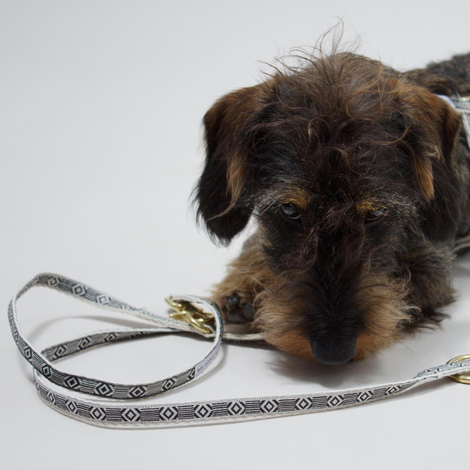 Out Of My Box City Leash - Black & Cream - NEW PETS ON THE BLOCK.COM