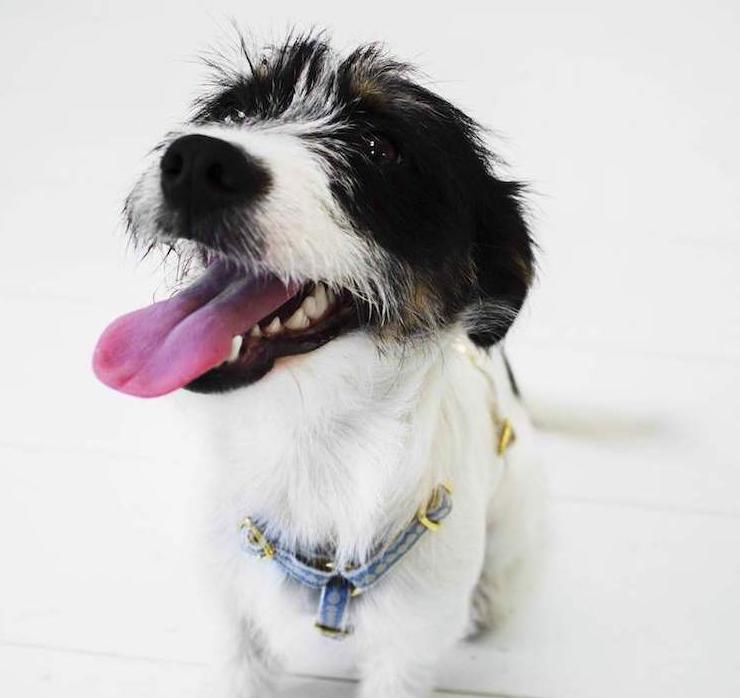 You’re A Stud Dog Harness - Cream & Lake Blue - NEW PETS ON THE BLOCK.COM