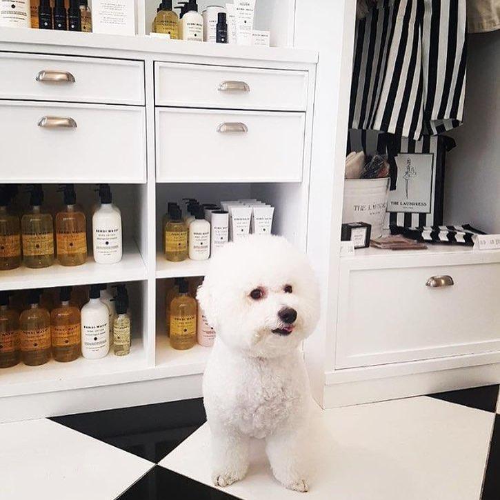 quality natural dog wash shower bondi wash sale natural