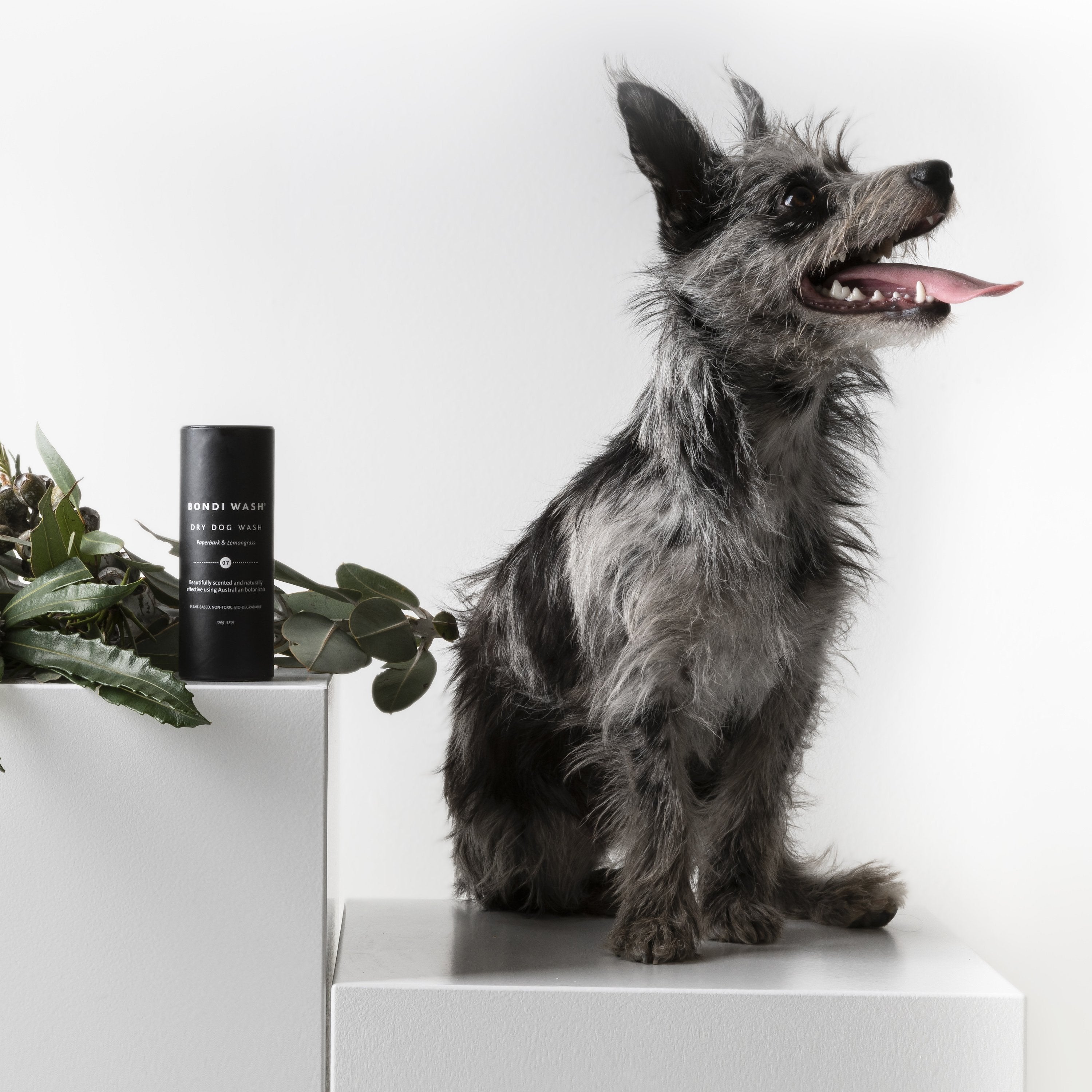 Dry Dog Wash Paperbark & Lemongrass - NEW PETS ON THE BLOCK.COM