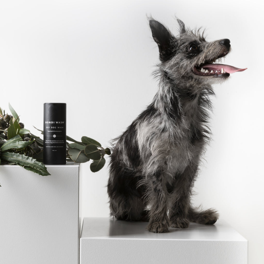 Dry Dog Wash Paperbark & Lemongrass - NEW PETS ON THE BLOCK.COM