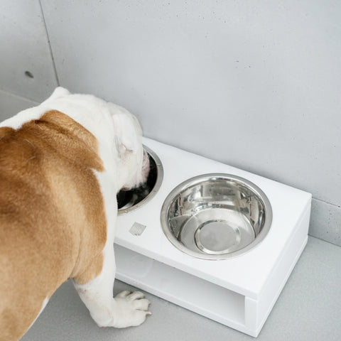 Deli Dog Bowl - Jasmine