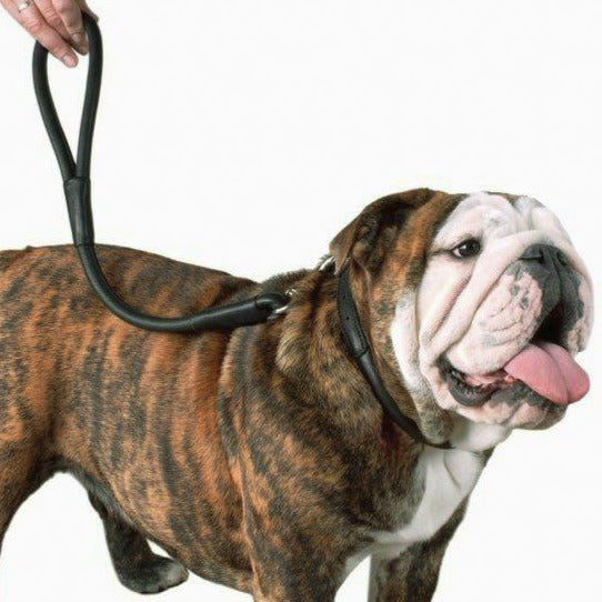 New pets on the block fixed leather leash black quality sale