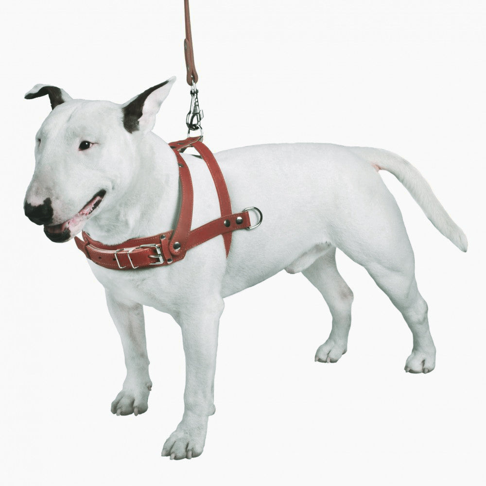 New pets on the block Durable Leather Non Pull Dog Harness & Fixed Leash Brown matching set