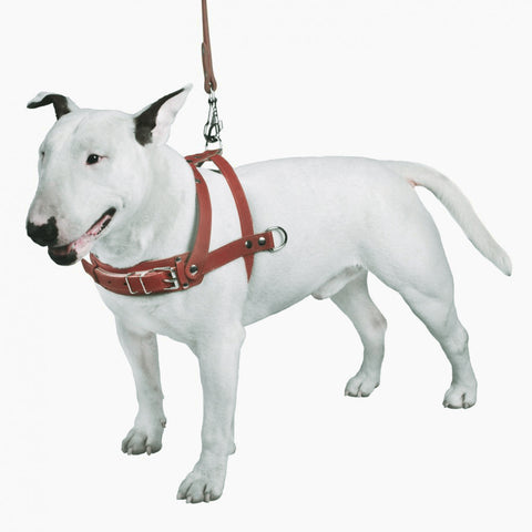 Durable Leather Non-Pull Dog Harness & Fixed Leash Set - Brown