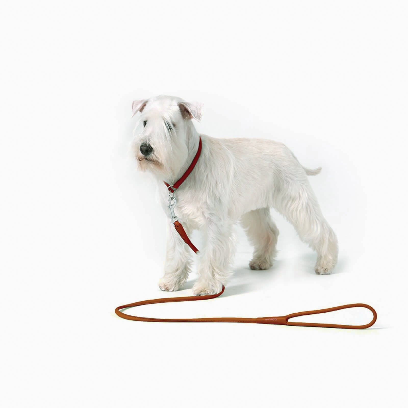 New pets on the block fixed leather leash black quality sale