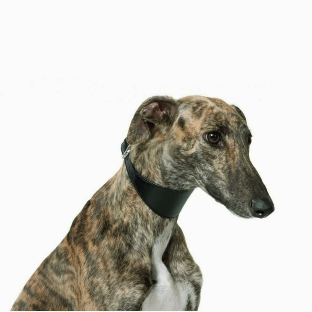 New pets on the block Soft Leather Collar Multi Functional Leash for Whippet Lurcher Borzoi Greyhound Brown matching set