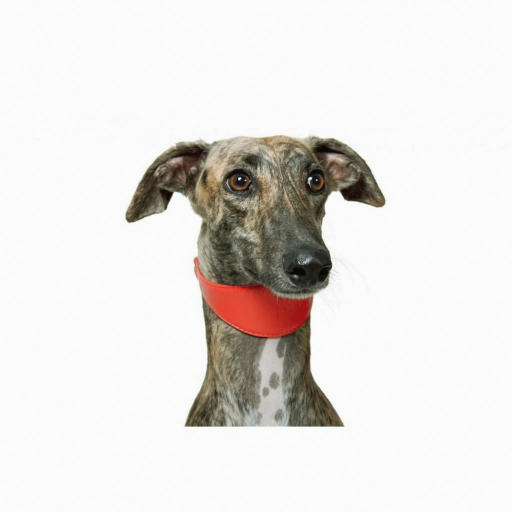 New pets on the block Soft Leather Dog Collar Multi Functional Dog Leash Whippet Lurcher Borzoi Greyhound Red matching set sale