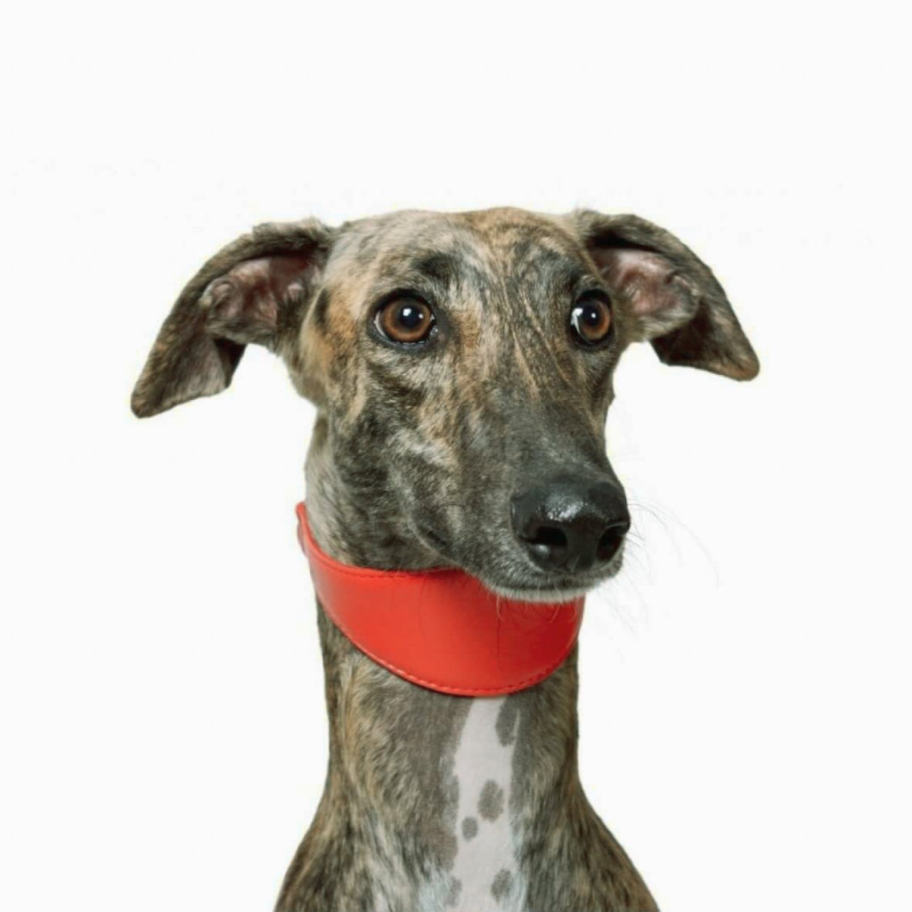 New pets on the block Soft Leather Dog Collar Multi Functional Leash for Whippet Lurcher Borzoi Greyhound red sale matching set