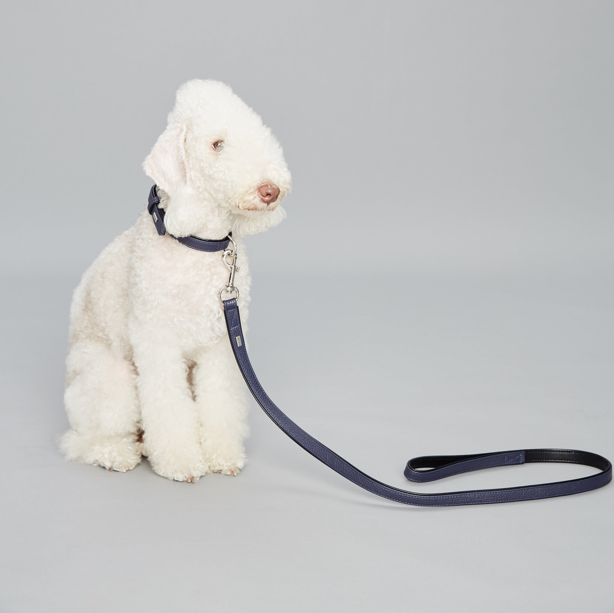 Palette Series Dog Leash - Navy & Black - NEW PETS ON THE BLOCK.COM