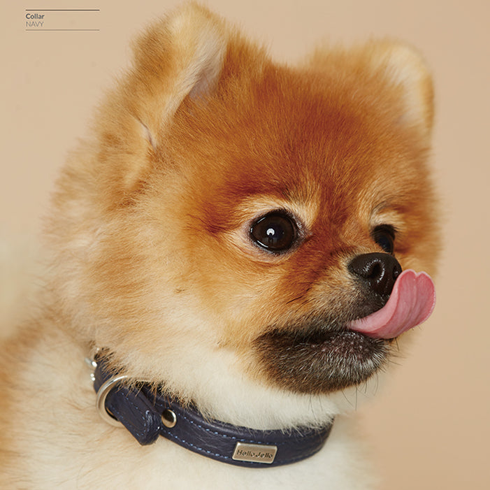 Pop Series Dog Collar - Navy - NEW PETS ON THE BLOCK.COM
