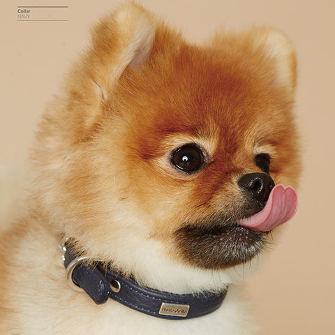 Pop Series Dog Collar - Navy