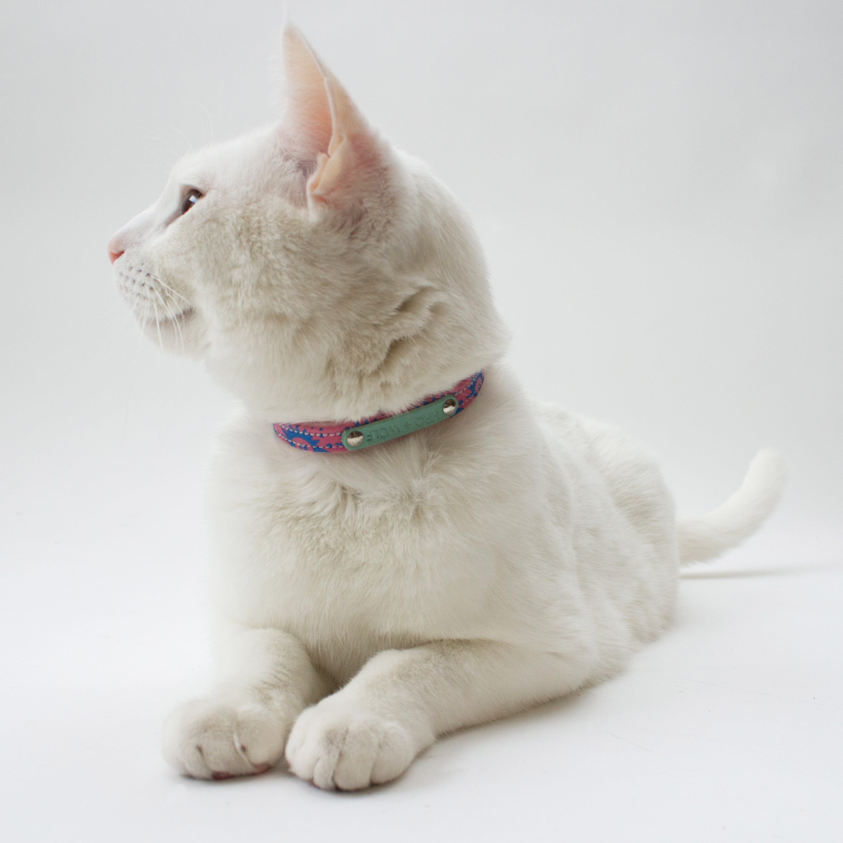 Nebula Cat Collar - Mint - NEW PETS ON THE BLOCK.COM