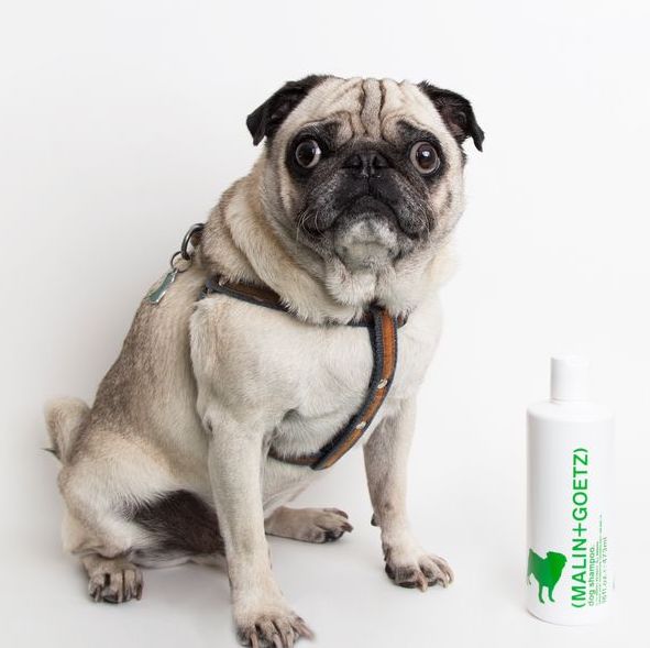 Nourishing Dog Shampoo - NEW PETS ON THE BLOCK.COM